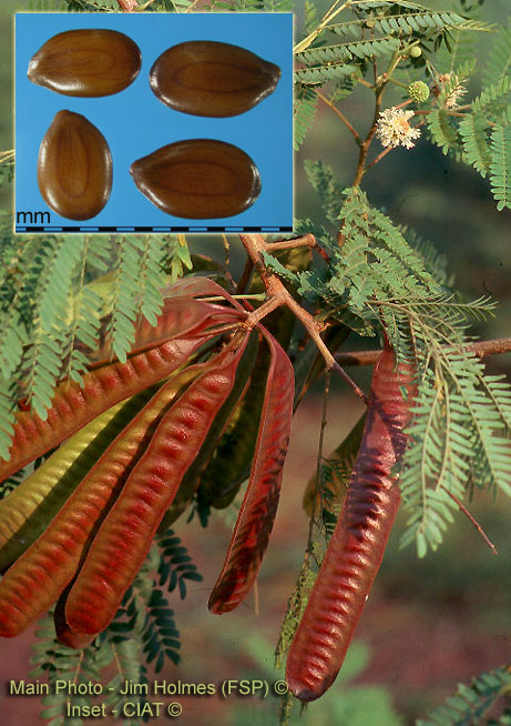 درخت توپ سفید